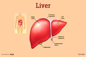 Liver